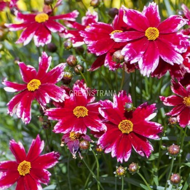 Кореопсис мутовчатый Мадрас Мэджик (Coreopsis verticillata 'Madras Magic')