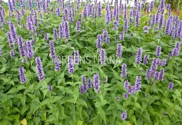 Агастахе Блэк Аддер (Agastache 'Black Adder')