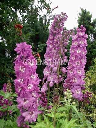 Дельфиниум тихоокеанский Бенарис Пасифик Астолат (Delphinium x pacific 'Benarays Pacific Astolat')