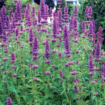 Агастахе Блю Боа (Agastache 'Blue Boa')