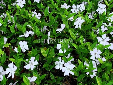 Барвинок малый Альба (Vinca minor 'Alba')