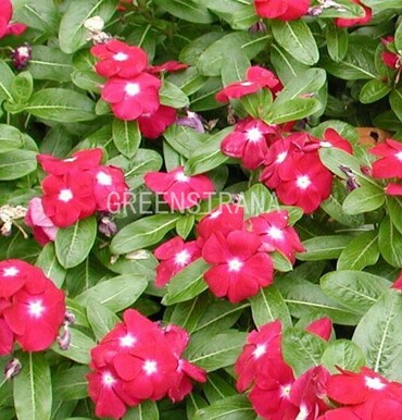Барвинок малый Рубра (Vinca minor 'Rubra')