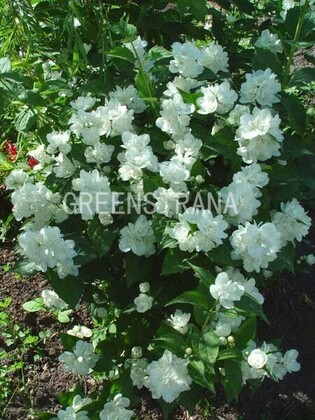 Чубушник венечный Манто д'Эрмин (Philadelphus 'Manteau d'Hermine')
