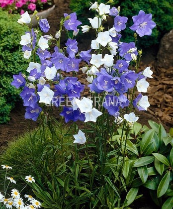 Колокольчик персиколистный Микс (Campanula persicifolia 'Mix')