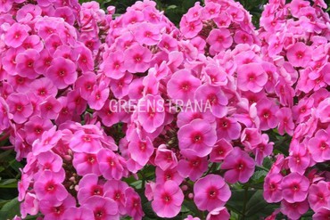 Флокс метельчатый Космополитан (Phlox paniculata 'Cosmopolitan')