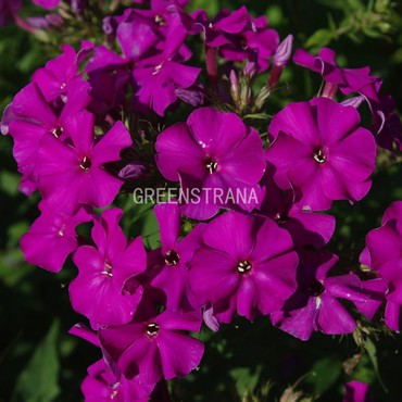 Флокс метельчатый Виктория (Phlox paniculata 'Victoria')