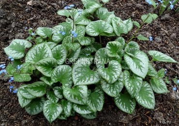 Бруннера крупнолистная Сильвер Вингс (Brunnera macrophylla 'Silver Wings')