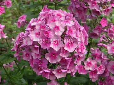 Флокс метельчатый Дымчатое суфле (Phlox paniculata 'Dymchatoe Souffle')