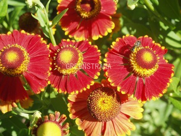 Гелениум гибридный Ранчера (Helenium hybrida 'Ranchera')