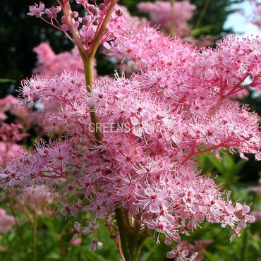 Лабазник красный Венуста (Filipendula rubra 'Venusta')