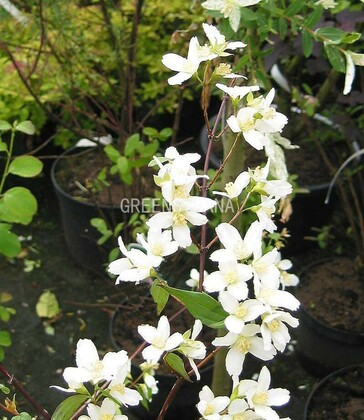 Чубушник Лемуана Лемуане (Philadelphus x lemoinei 'Lemoinei')