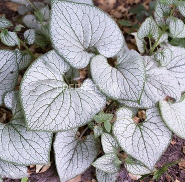 Бруннера Сильвер Харт (Brunnera 'Silver Heart')