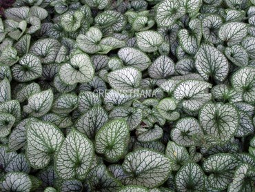 Бруннера крупнолистная Александр Грейт (Brunnera macrophylla 'Alexander Great')