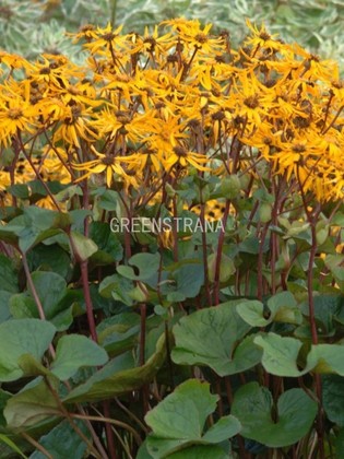 Бузульник зубчатый Дездемона (Ligularia dentata 'Desdemona')