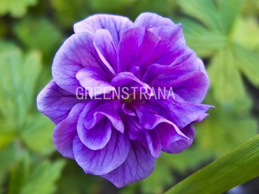 Герань гималайская Пленум (Geranium himalayense 'Plenum')