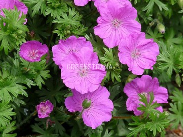 Герань кроваво-красная Вижн Виолетт (Geranium sanguineum 'Vision Violett')