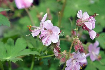 Герань крупнокорневищная Ингверсенс Варайети (Geranium macrorrhizum 'Ingwersens Variety')