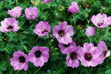 Герань пепельная Баллерина (Geranium cinereum 'Ballerina')