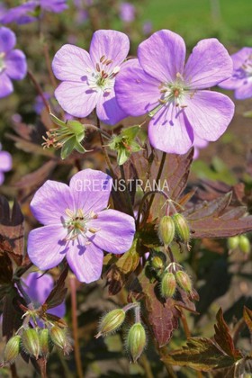 Герань пятнистая Элизабет Энн (Geranium maculatum 'Elizabeth Ann')