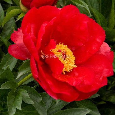 Пион молочноцветковый Блейз (Paeonia lactiflora 'Blaze')