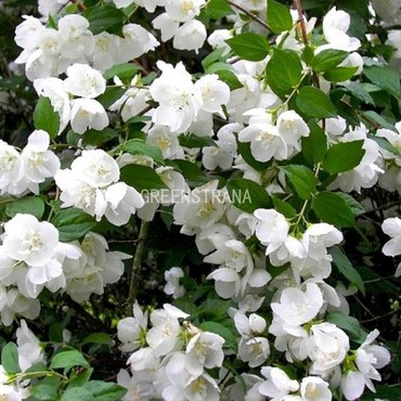 Чубушник виргинский (Philadelphus x virginalis)