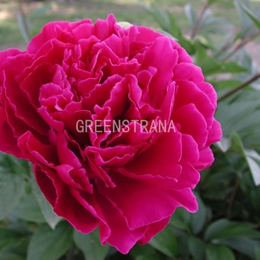 Пион молочноцветковый Луи ван Гутт (Paeonia lactiflora 'Louis van Houtte')