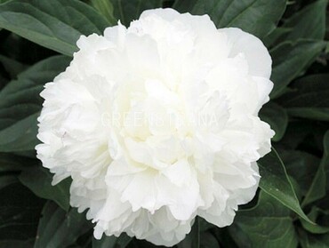 Пион молочноцветковый Мари Лемуан (Paeonia lactiflora 'Marie Lemoine')