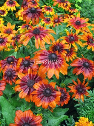 Рудбекия волосистая Отумн Колорс (Rudbeckia hirta 'Autumn Colors')