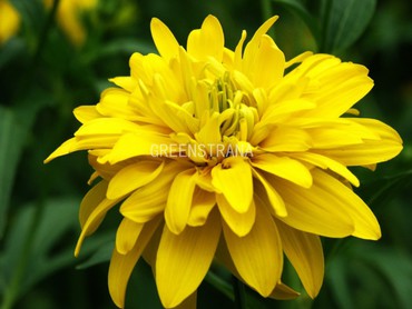 Рудбекия рассеченная Голд Болл (Rudbeckia laciniata 'Gold Ball')
