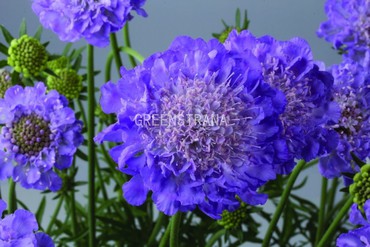 Скабиоза голубиная Марипоза Блю (Scabiosa columbaria 'Mariposa Blue')