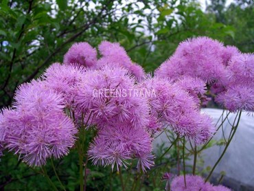 Василистник водосборолистный (Thalictrum aquilegiifolium)