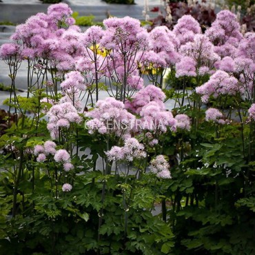 Василистник Делавея Нимбус Пинк (Thalictrum delavayi 'Nimbus Pink')