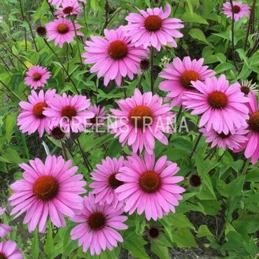 Эхинацея пурпурная Примадонна Дип Роуз (Echinacea purpurea 'Primadonna Deep Rose')