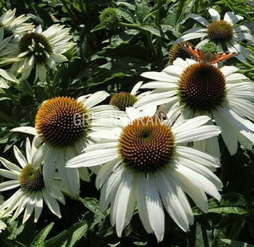 Эхинацея пурпурная Примадонна Уайт (Echinacea purpurea 'Primadonna White')