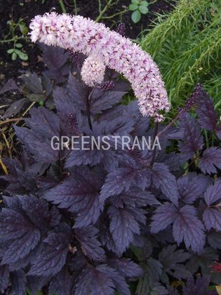 Клопогон ветвистый Пинк Спайк (Cimicifuga ramosa 'Pink Spike')