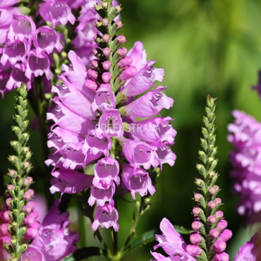 Физостегия виргинская Розеа (Physostegia virginiana 'Rosea')