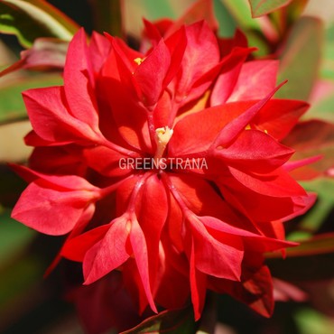 Молокочай Гриффита Файерглоу (Euphorbia griffithii 'Fireglow')