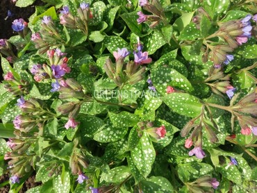 Медуница Марджери Фиш (Pulmonaria 'Margery Fish')