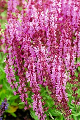 Шалфей дубравный Пинк Филд (Salvia nemorosa 'Pink Field')