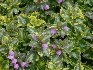 Яснотка пятнистая Голден Анниверсари (Lamium maculatum 'Golden Anniversary')