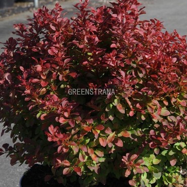 Барбарис Тумберга Ред Компакт (Berberis thunbergii 'Red Compact')