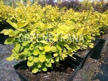 Барбарис Тумберга Эвита (Berberis thunbergii 'Evita')