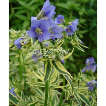 Синюха голубая Бриз д'Анжу (Polemonium caeruleum 'Brise d'Anjou')