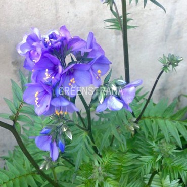 Синюха иезонская Брессингем Пёрпл (Polemonium yezoense 'Bressingham Purple')