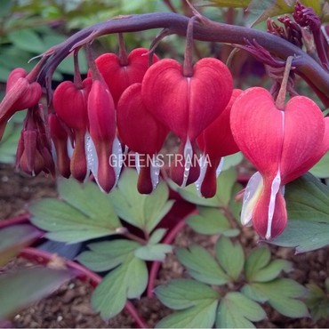 Дицентра великолепная Валентайн (Dicentra spectabilis 'Valentine')