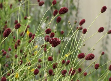 Кровохлебка лекарственная (Sanguisorba officinalis)