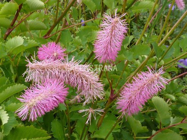 Кровохлебка тупая (Sanguisorba obtusa)