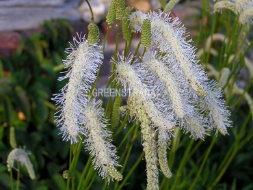 Кровохлебка тупая Альба (Sanguisorba obtusa 'Alba')