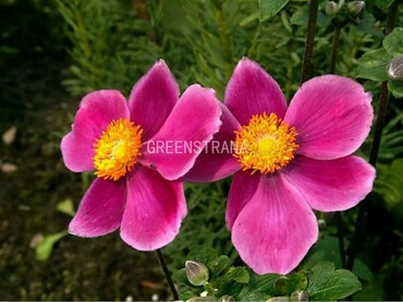 Анемона японская Прекокс (Anemone japonica 'Praecox')