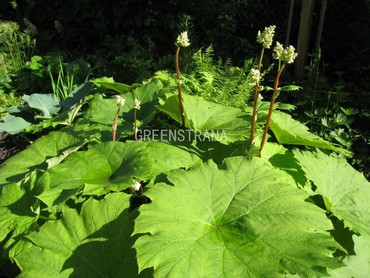 Астилтбоидес пластинчатый (Astilboides tabularis)